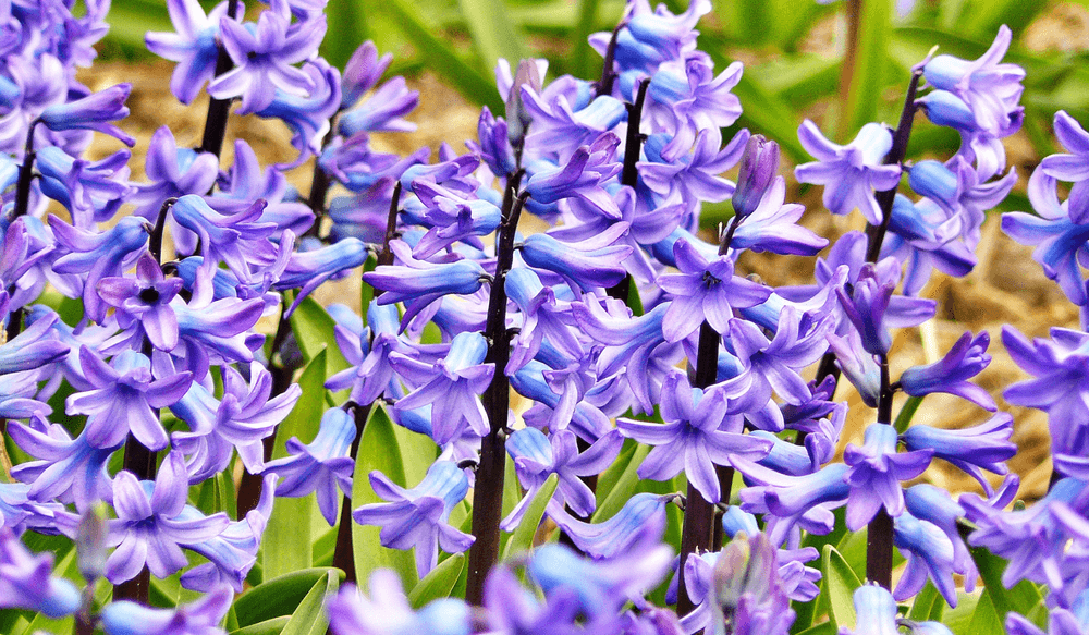 Hyazinthe Blume