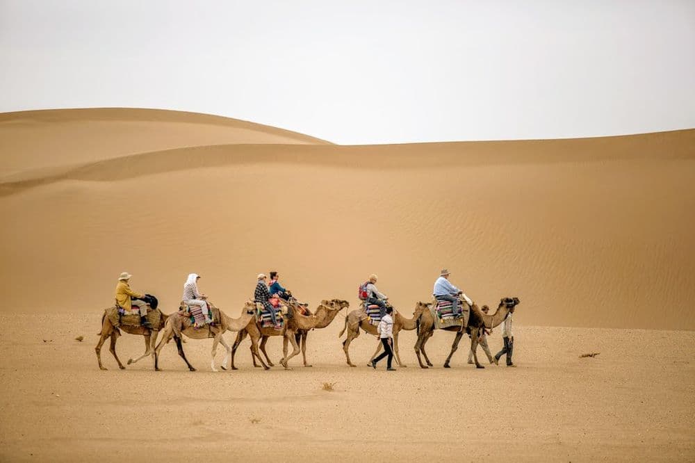 Garmeh Camel pic