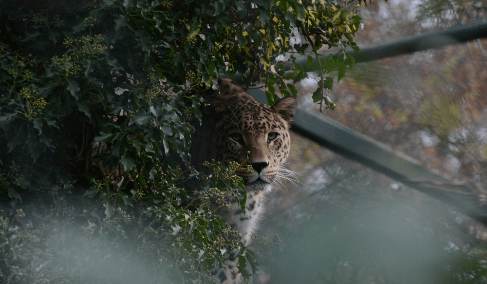 panter-iran
